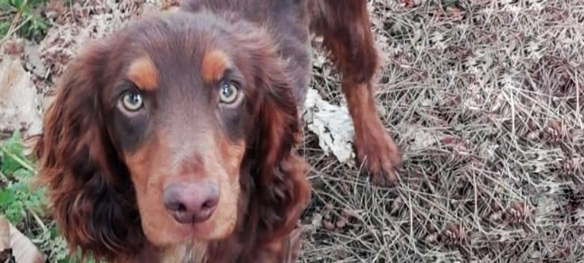 Auf den Hund gekommen